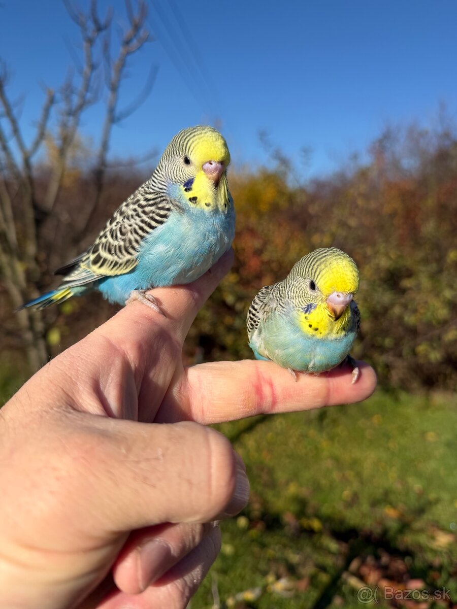 Andulka Maznačik krotká - 3