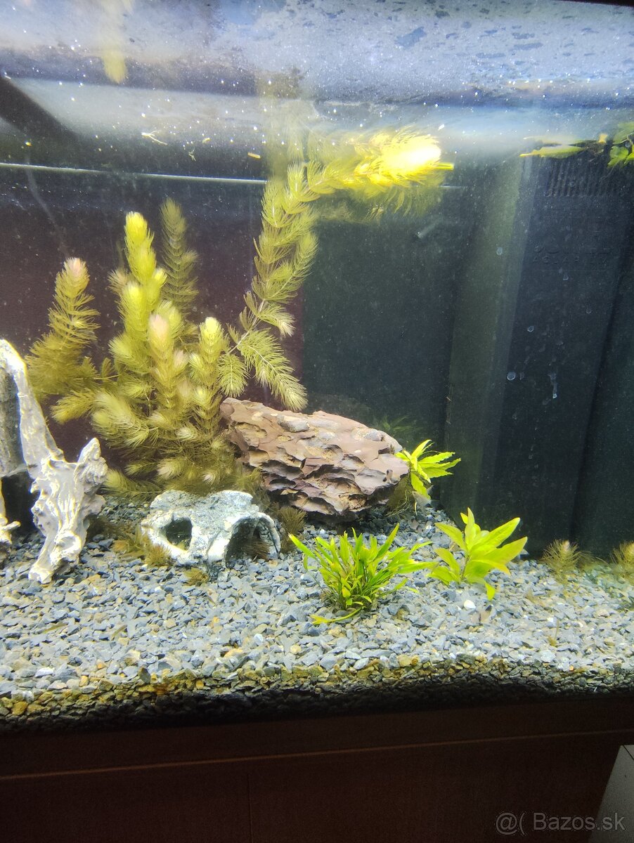 Akvárium - 3