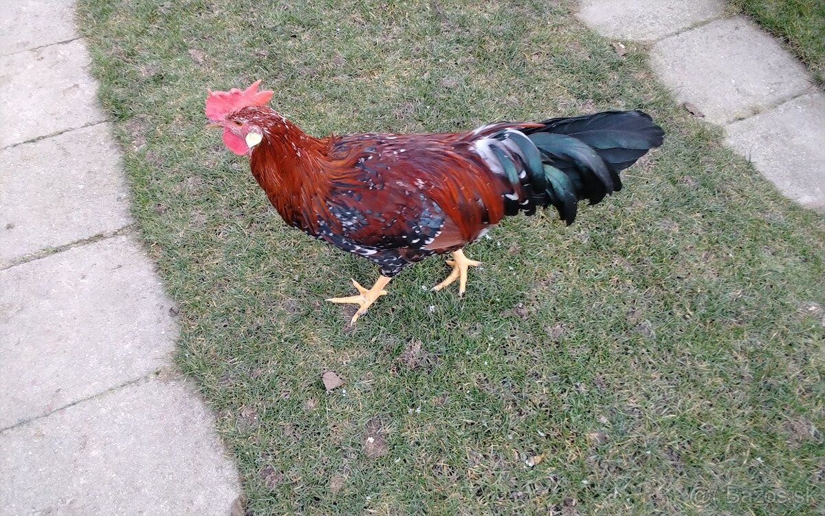 Vlaska porcelanova - 3