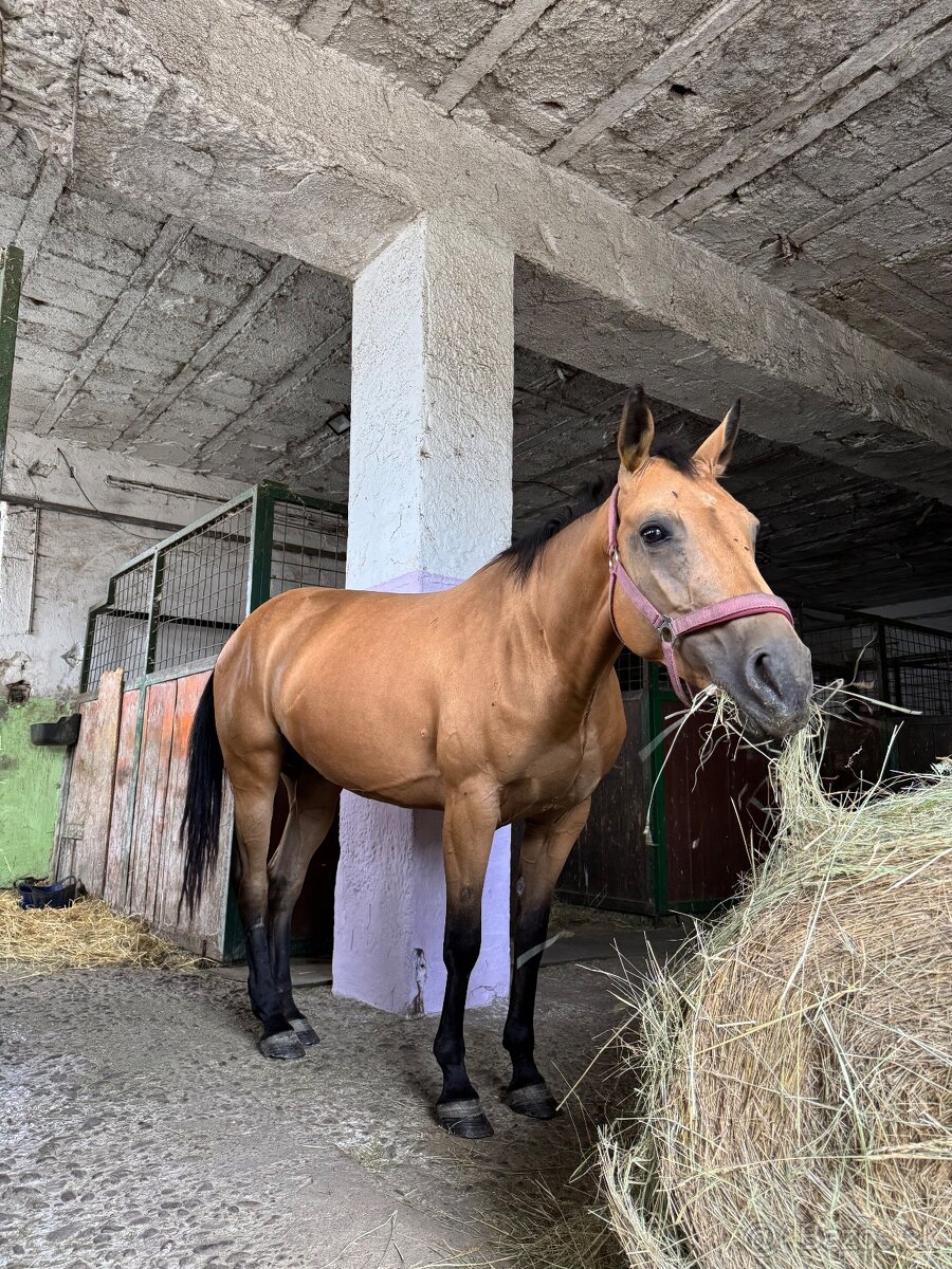 Žrebná kobyla AQH - 3