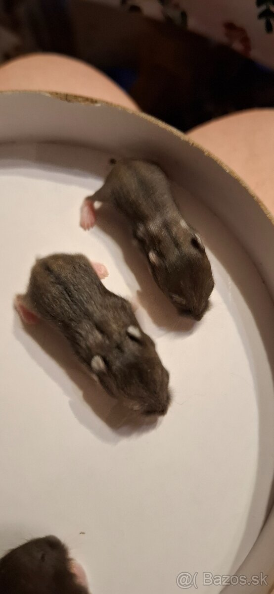 Predám škrečky - 3