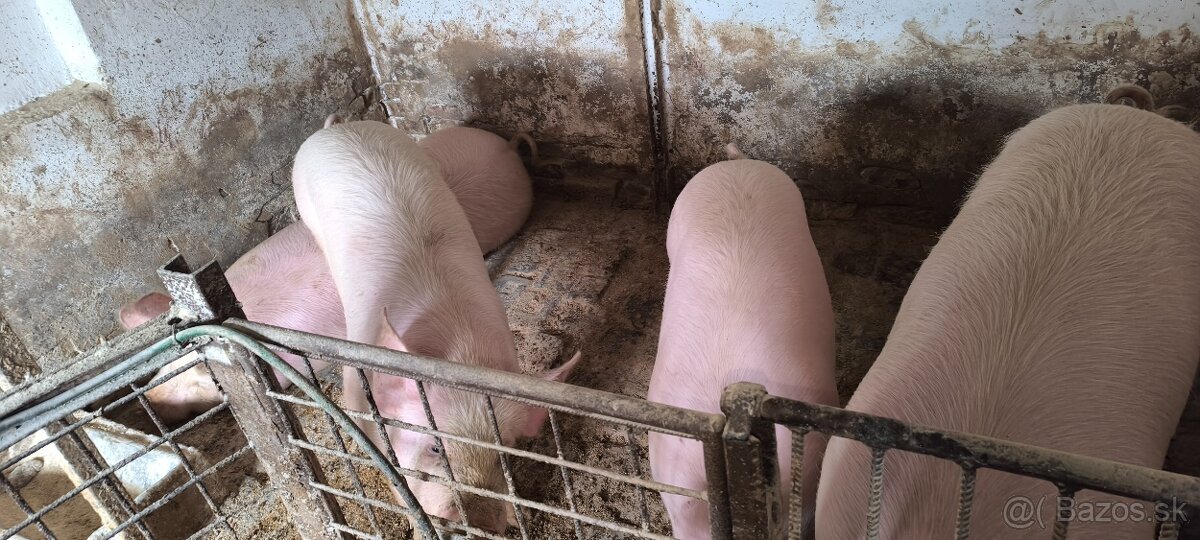 Predám vykrmené prasatá - 3