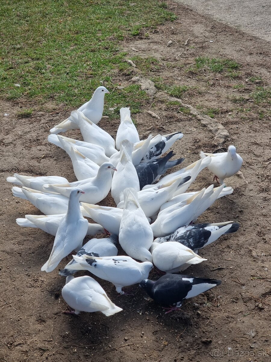 BIELE POŠTOVÉ HOLUBY - 3