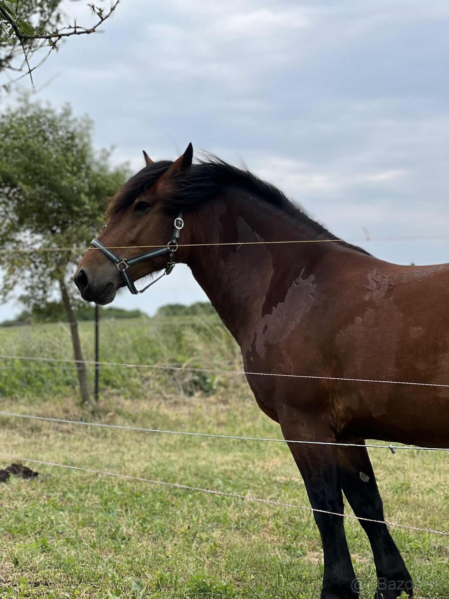 Predám kobylku Norik Muránsky - 3