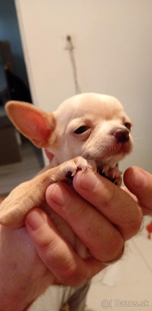 Extra mini.civava - 3