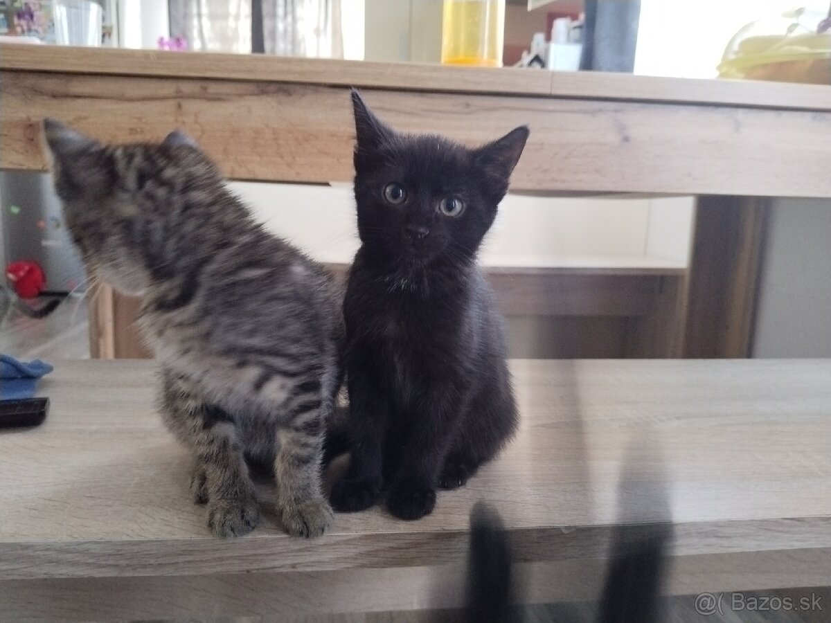 Darujeme mačiatka - 3