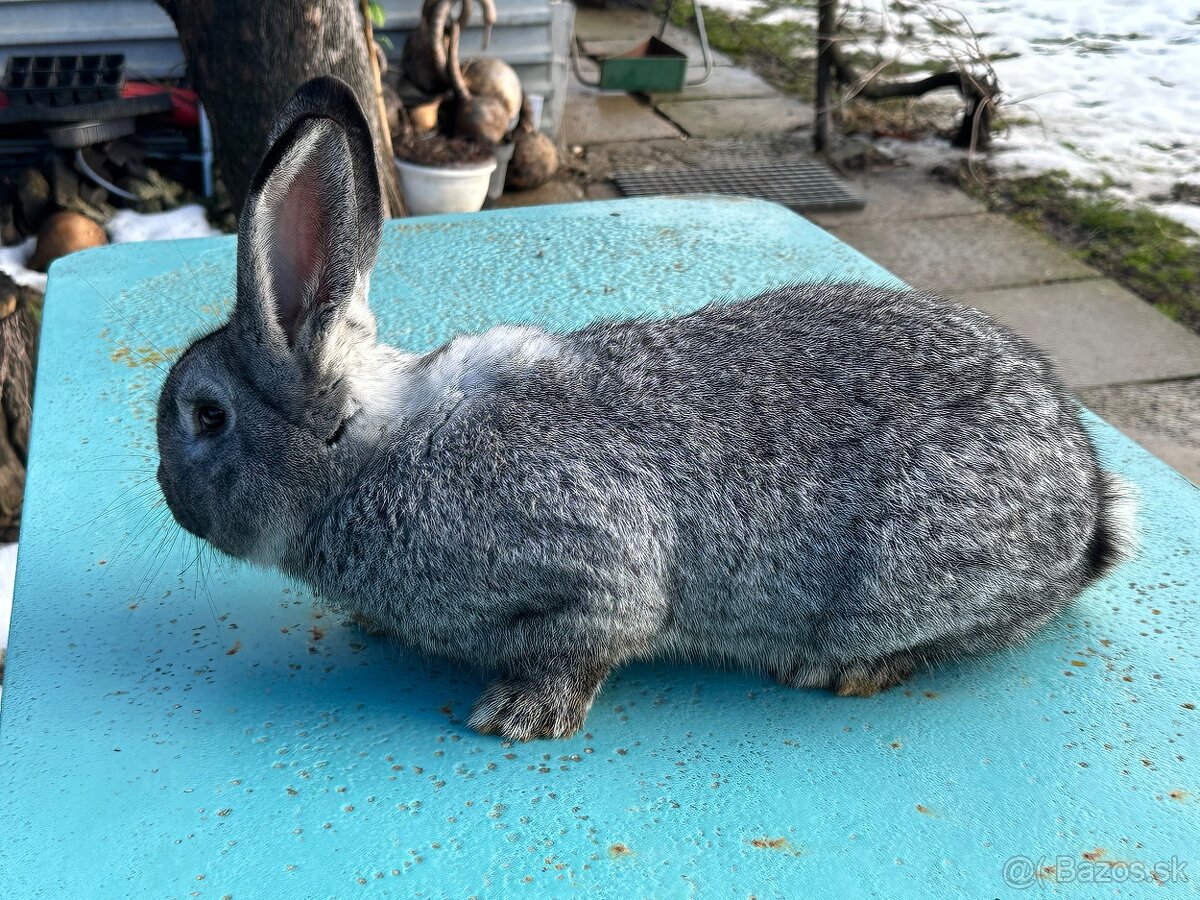 Činčila veľká siva - 3