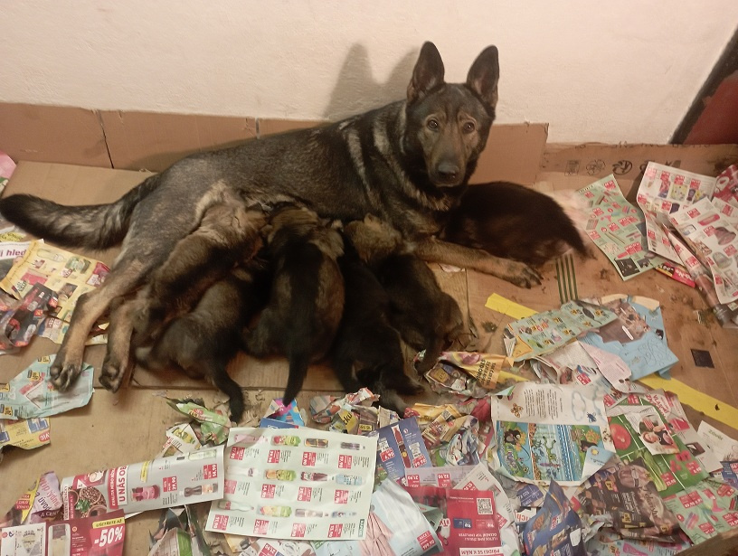 Nemecký ovčiak - šteniatka s PP - 3