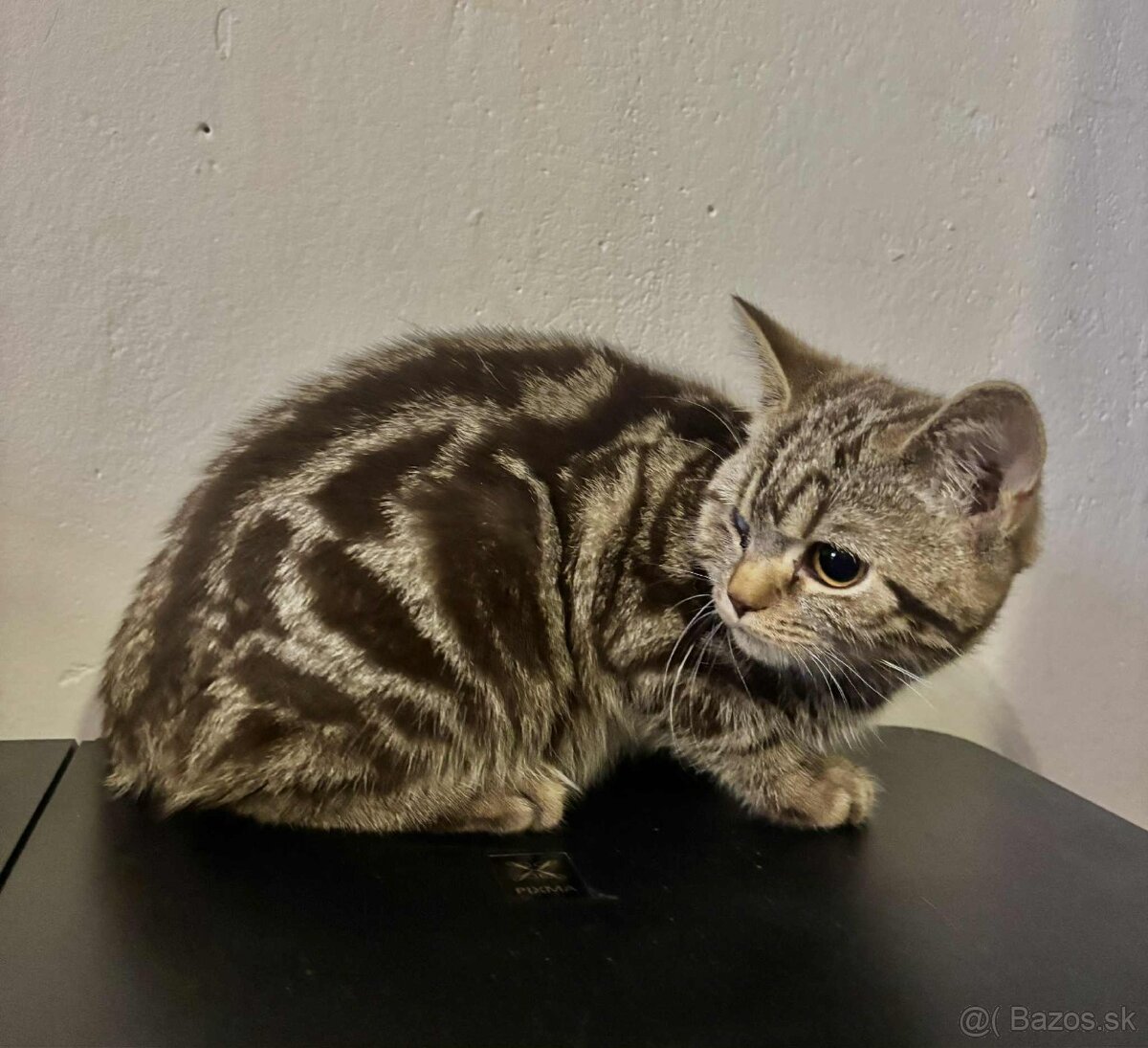 Britske maciatka - 3