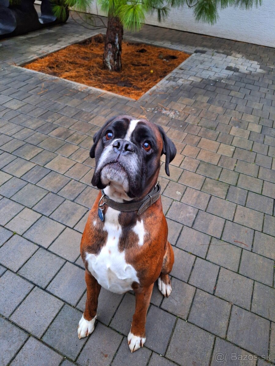 vycvik s ubytovanim, hotel pre psov - 3