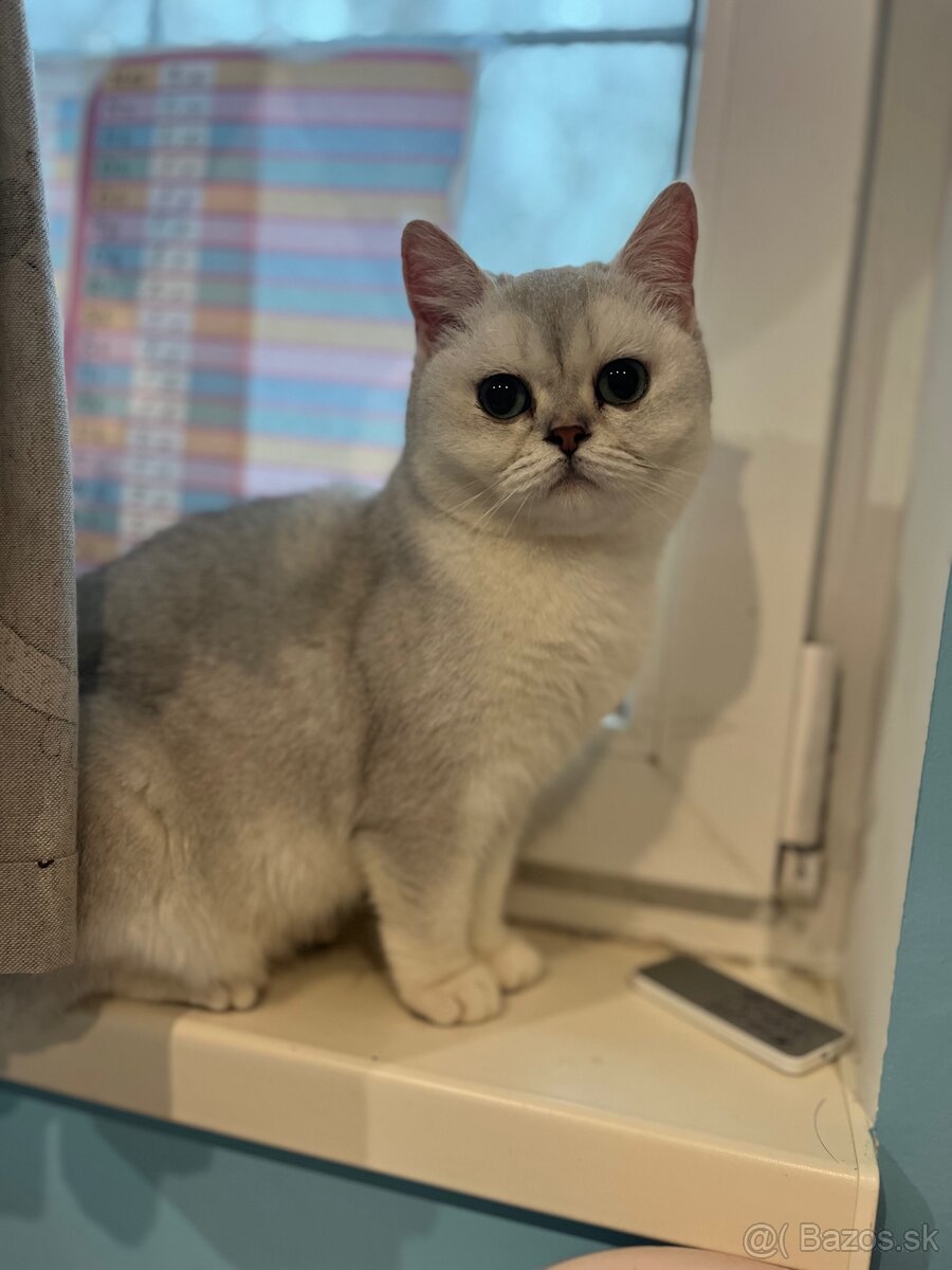 britska macka - 3