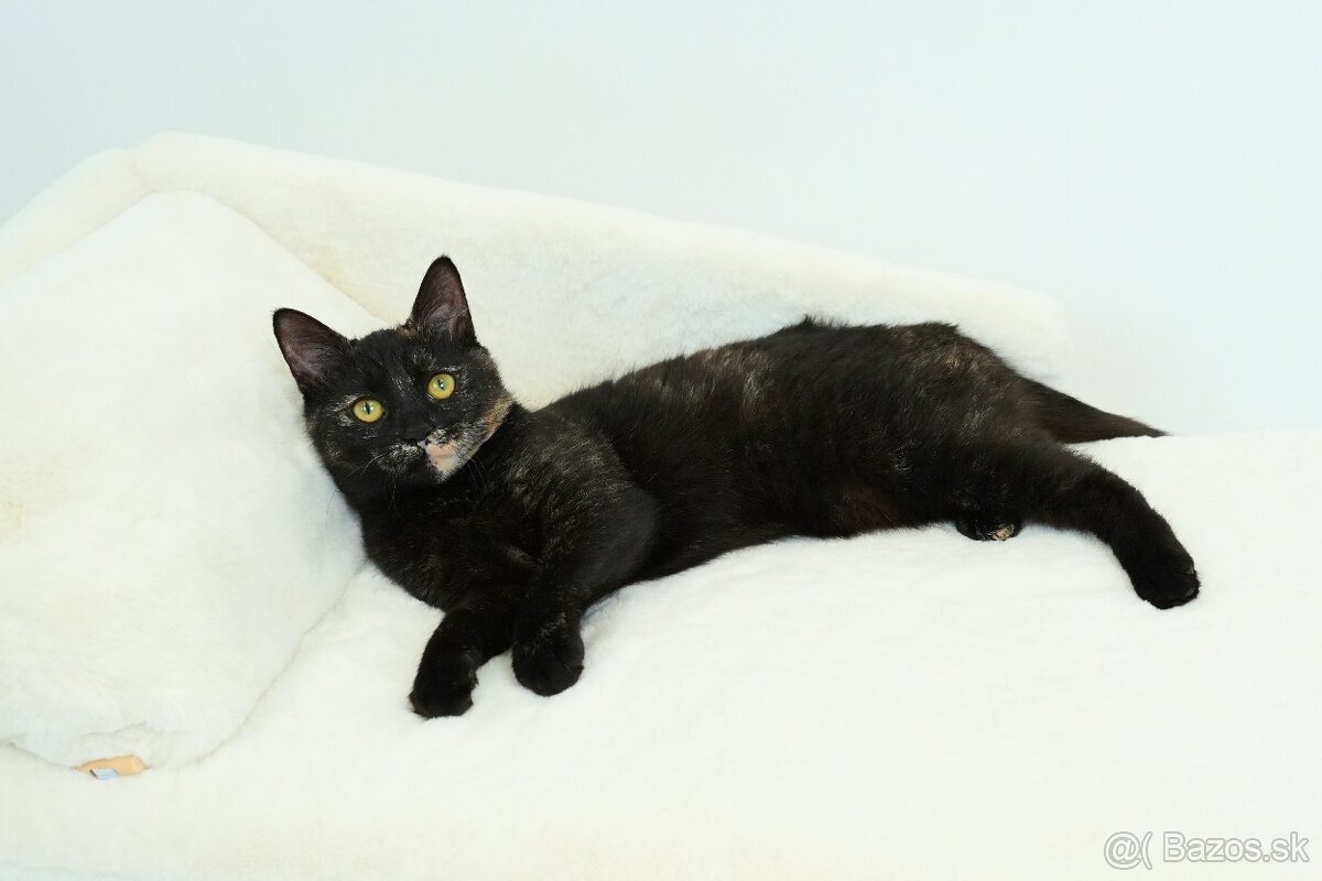 Malá mačička AGÁTKA hľadá domov - 3