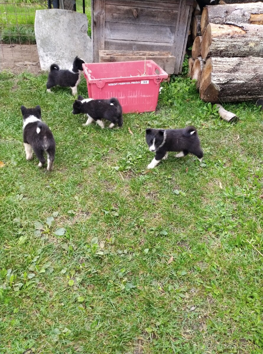 Karelsky Medvedí pes - 3