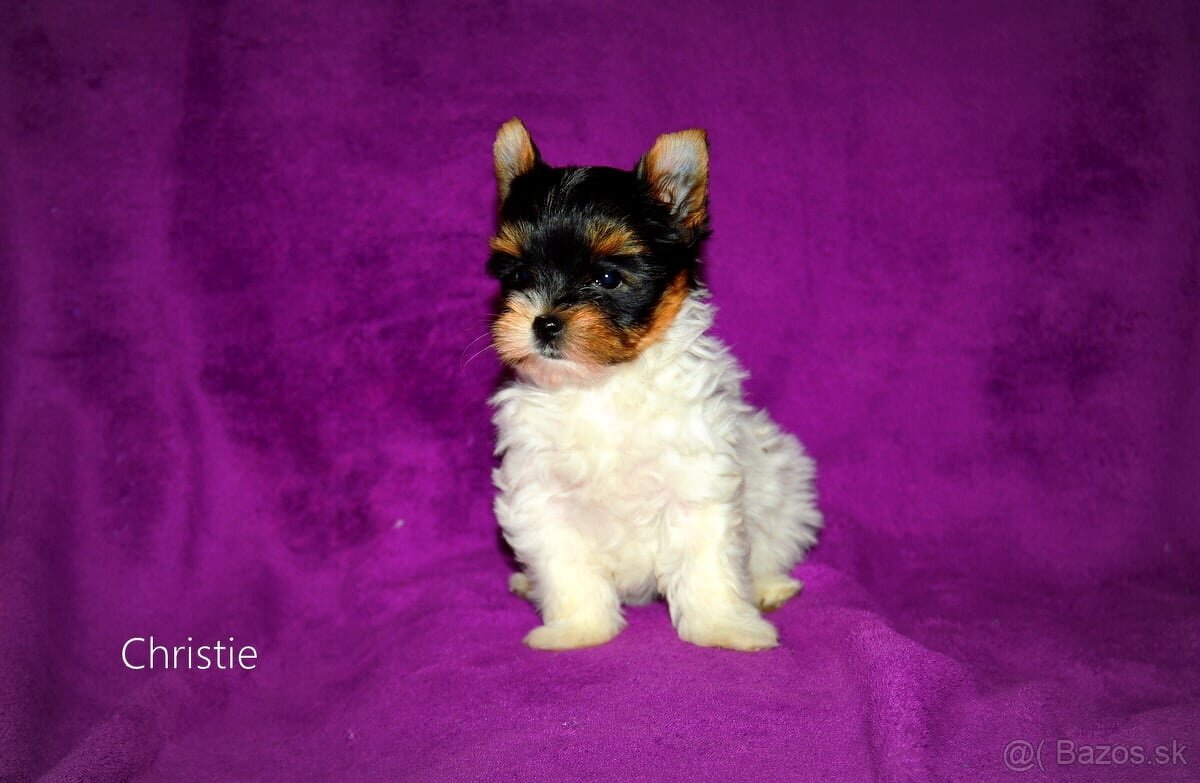 Biewer-yorkshirsky terier mini s pp - 3