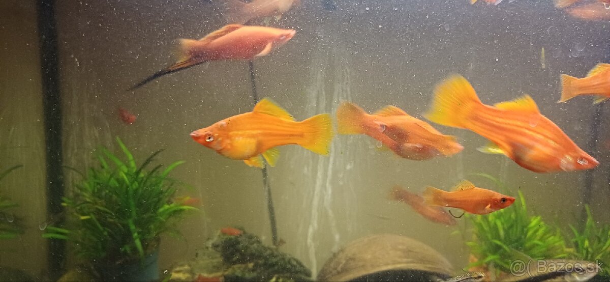 Mečún mexický - 3