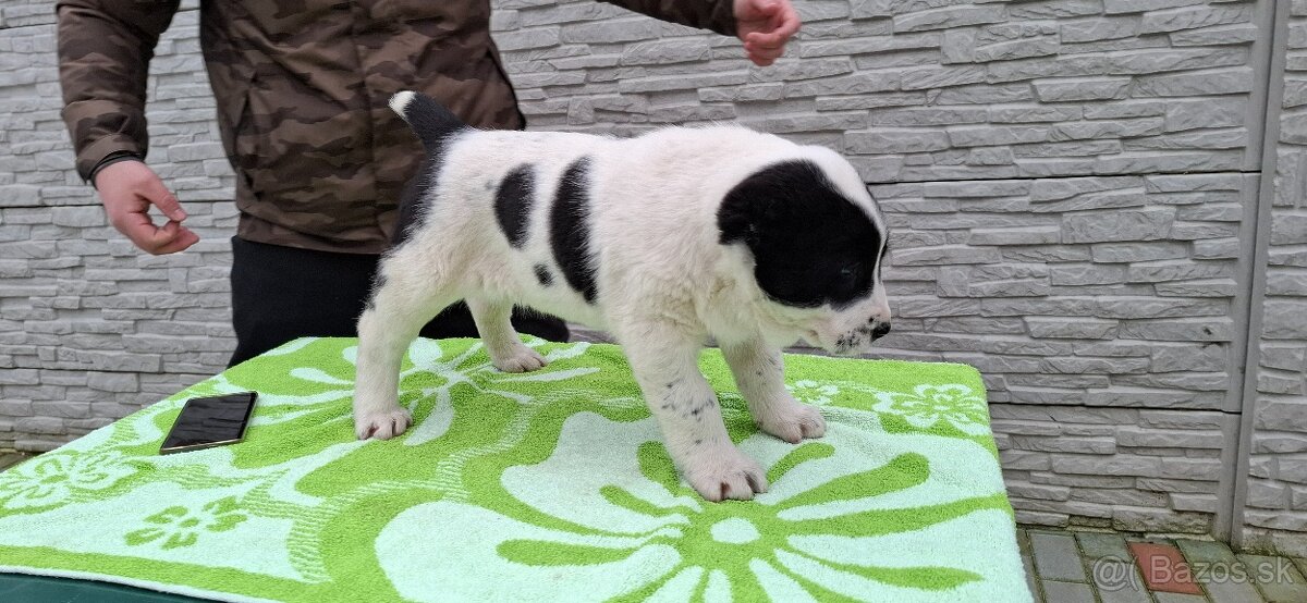 Stredoázijsky ovčiak - 3