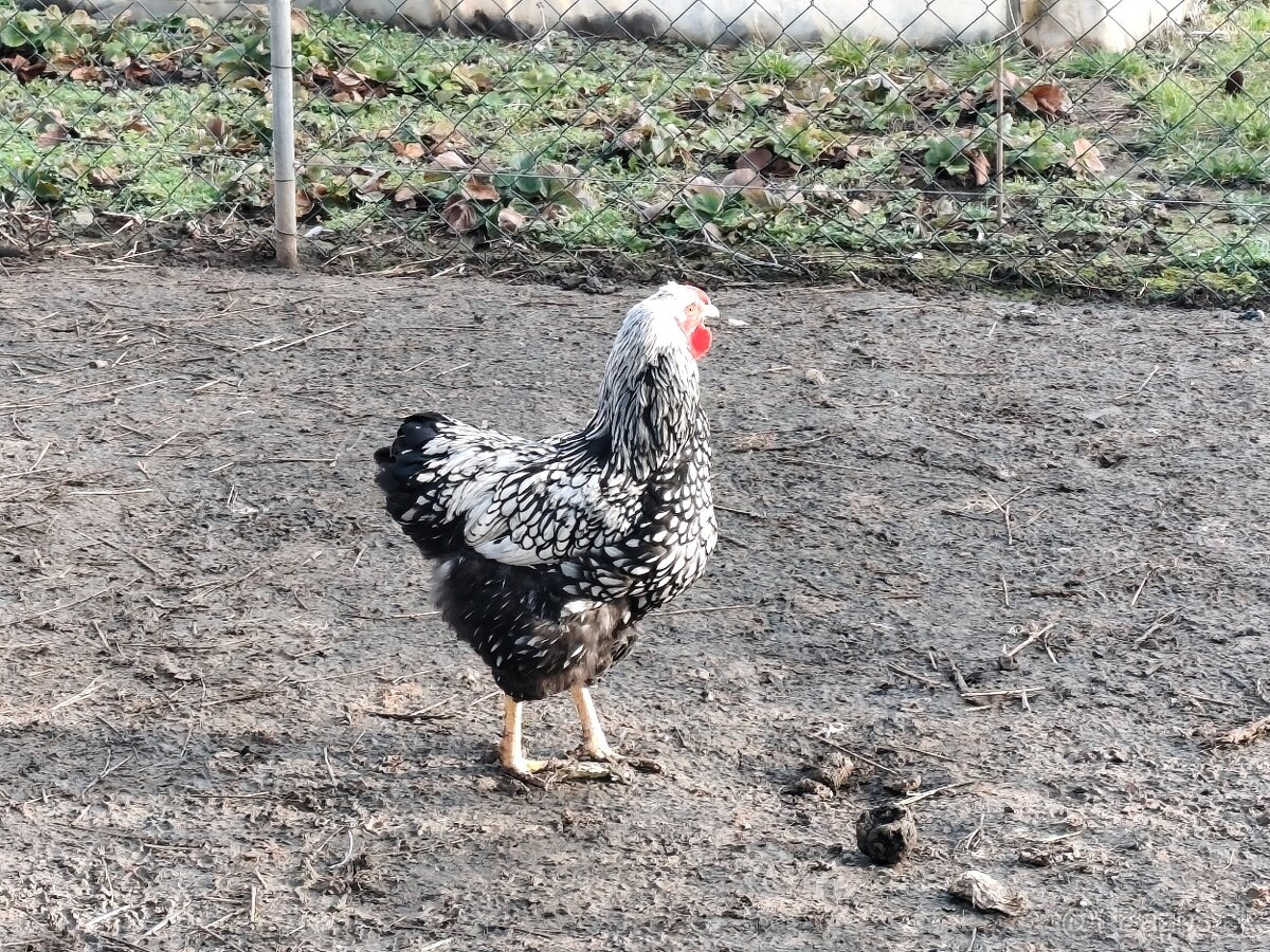 Wyandotka strieborná, veľká forma - 3