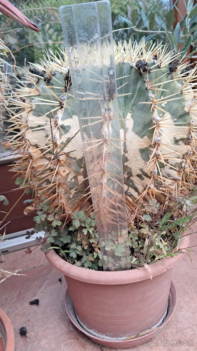 Kaktusy na predaj - 3