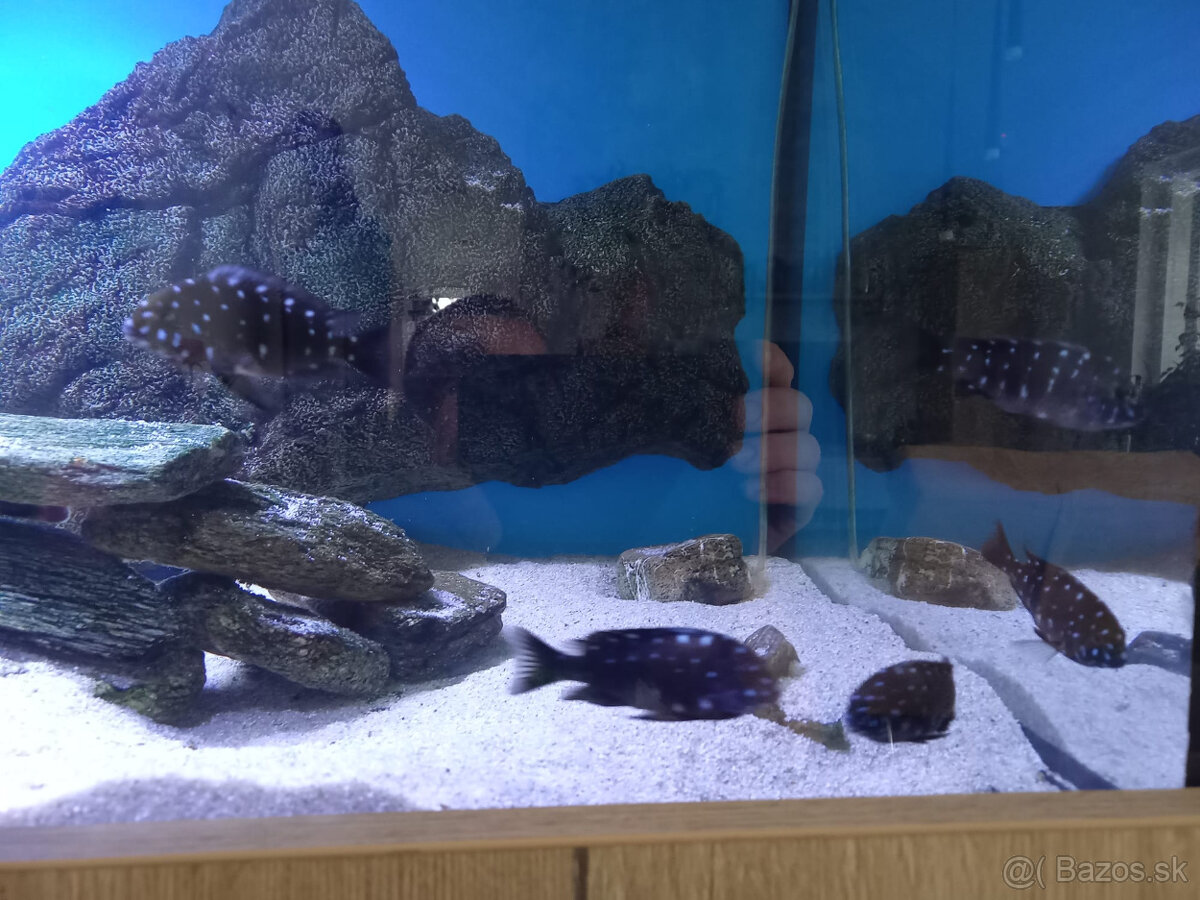 cichlidy tropheus duboisi - 3