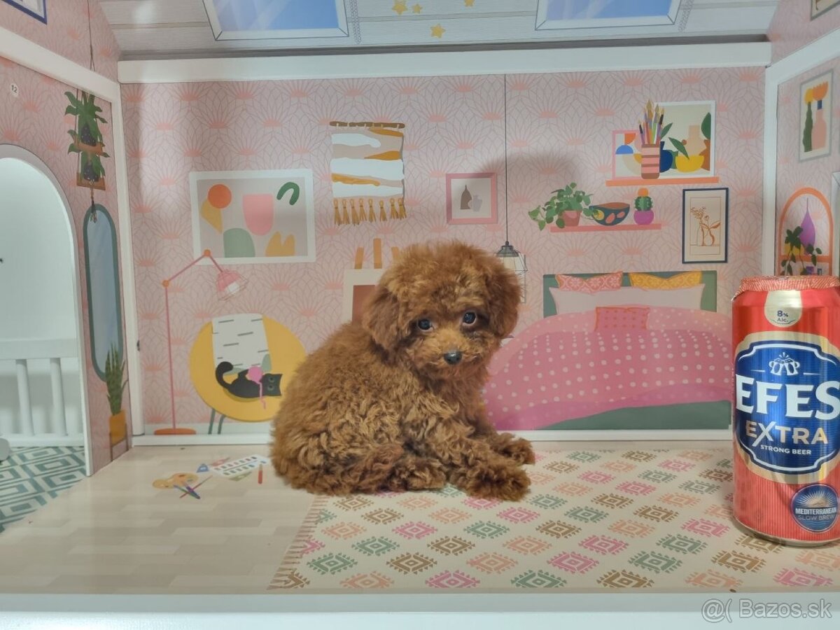 psík plemena Mini Red Toy Poodle - 3