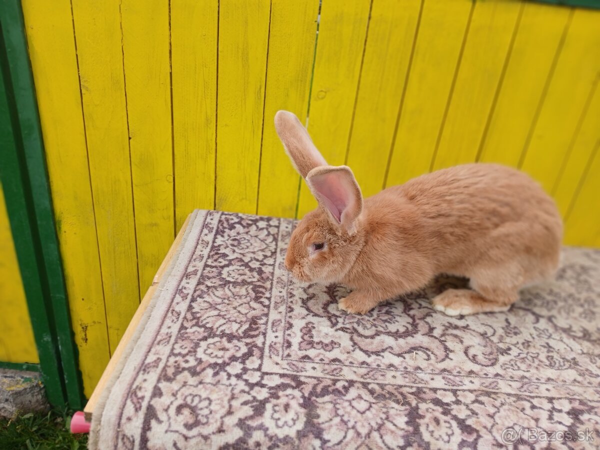 Belgicky obor-žltý - 3