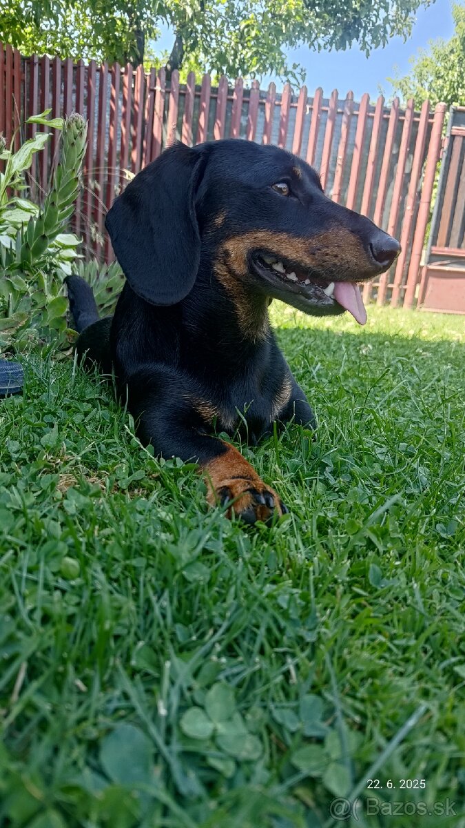 Jazvečík na krytie - 3