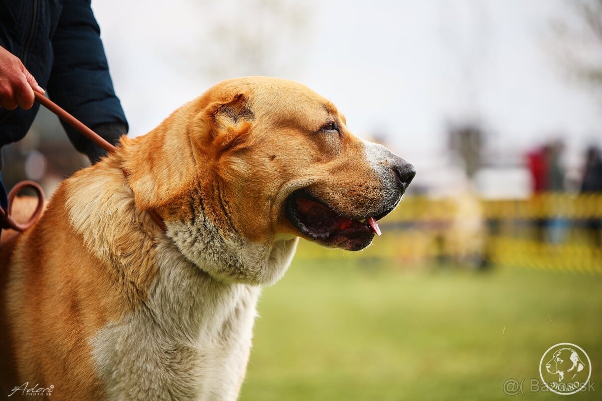 SAO Stredoázijský ovčiak Stredoazijsky ovčiak - 3