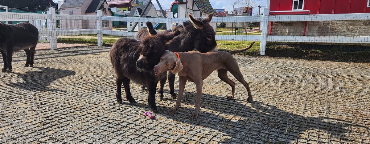 Stredozemný miniatúrny somárik - 3