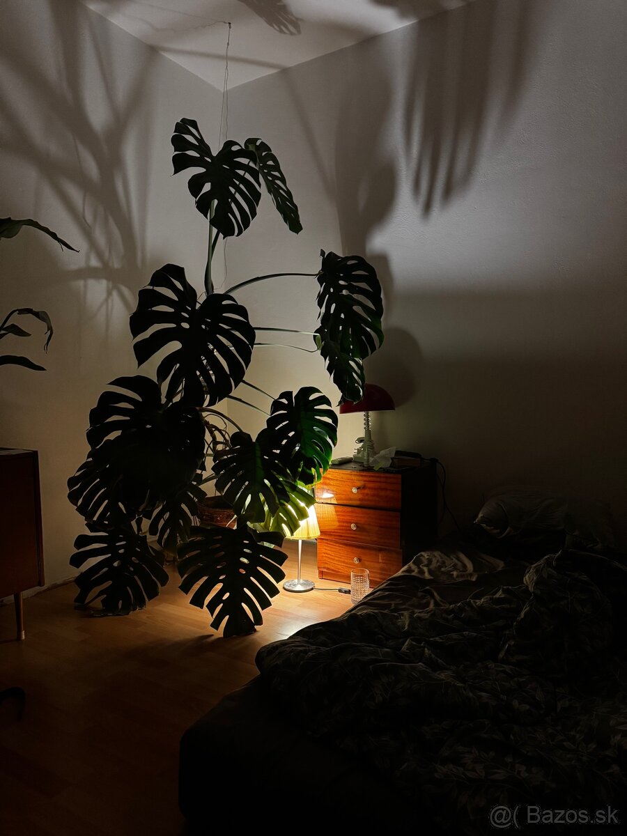 Monstera 190 cm - 3