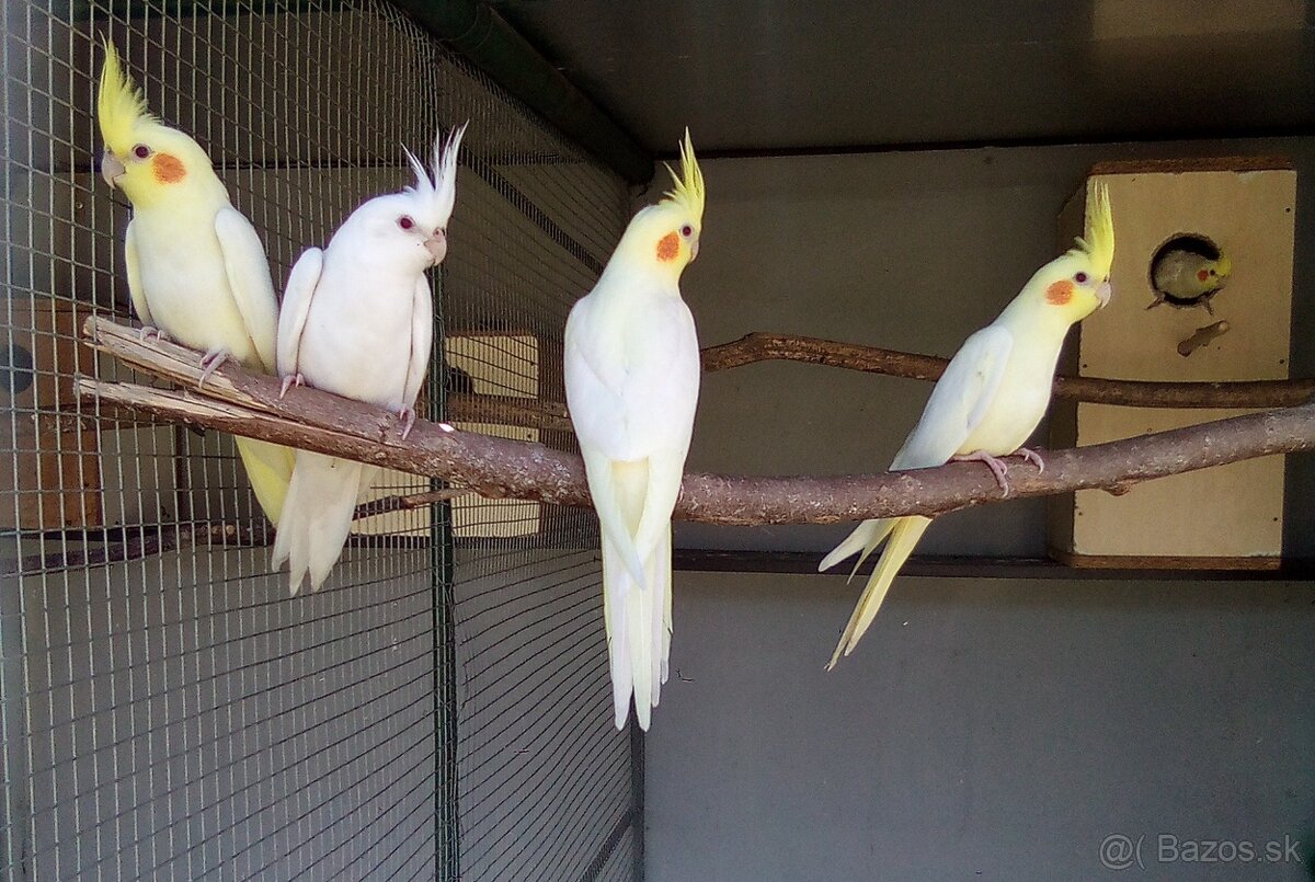 Korely lutino - albino - 3