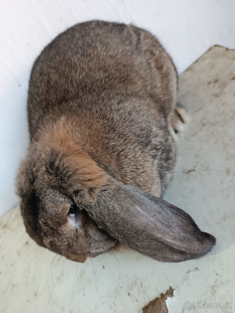 Francúzsky baran - 3