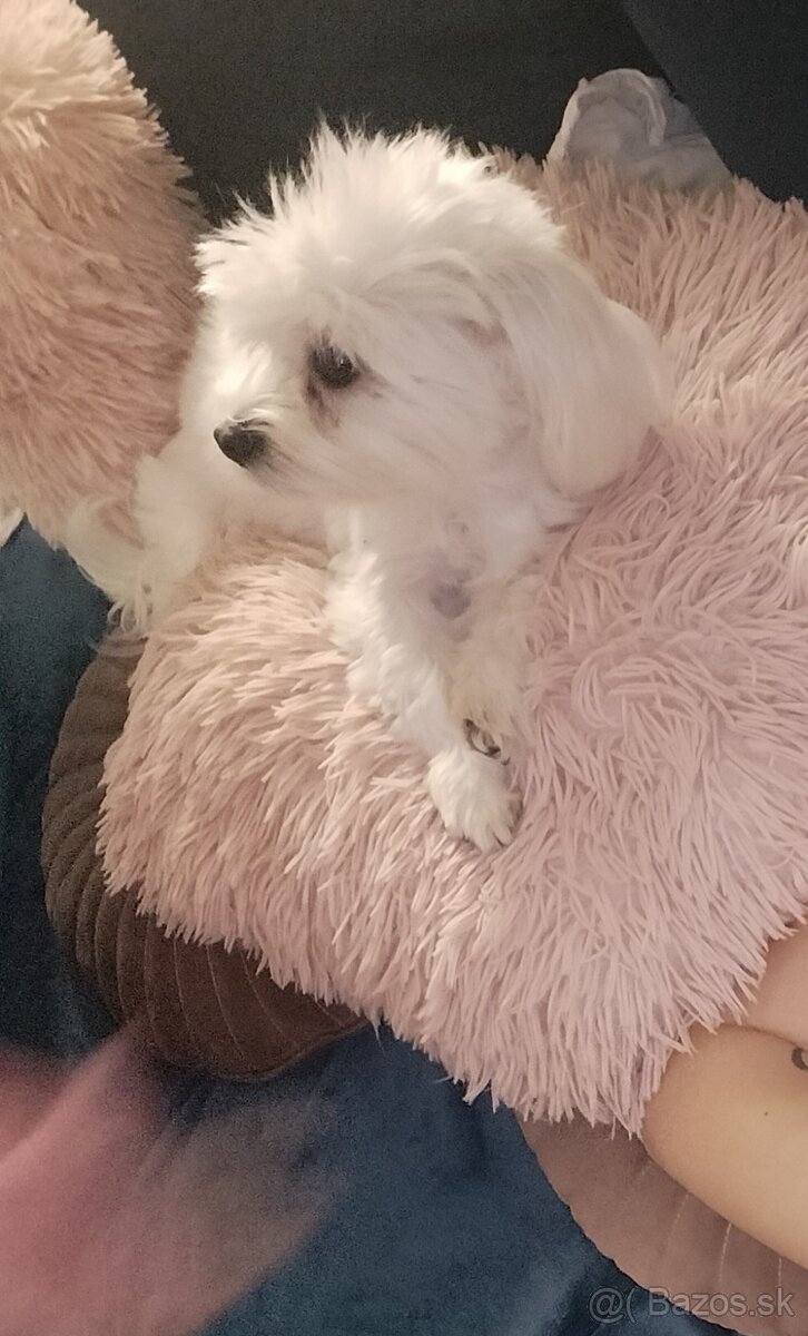 Maltezák fenka - 3