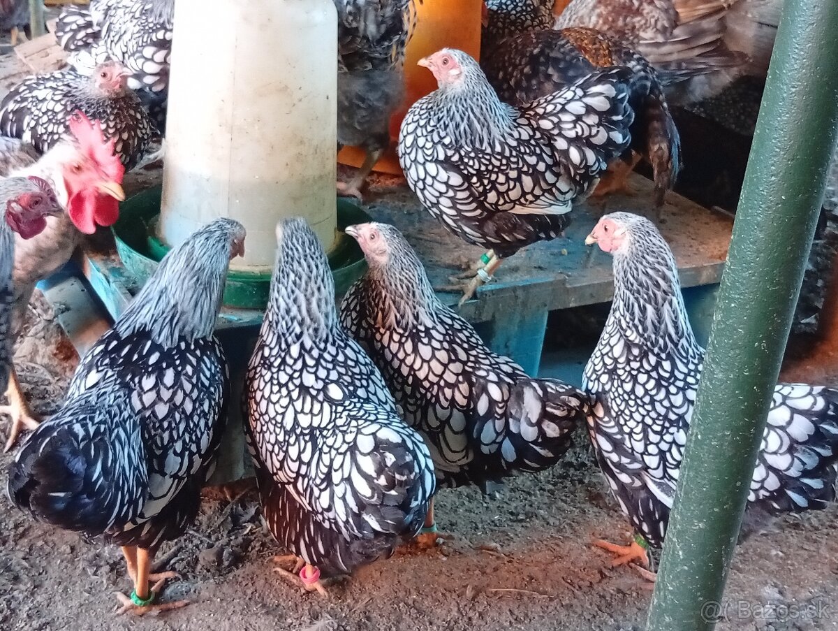 Wyandotkak zdrobnela - 3