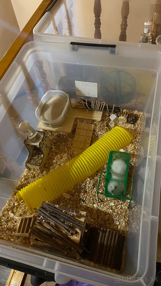 “PREDÁM” 2 sýrskych škrečkov - BRATIA - 3