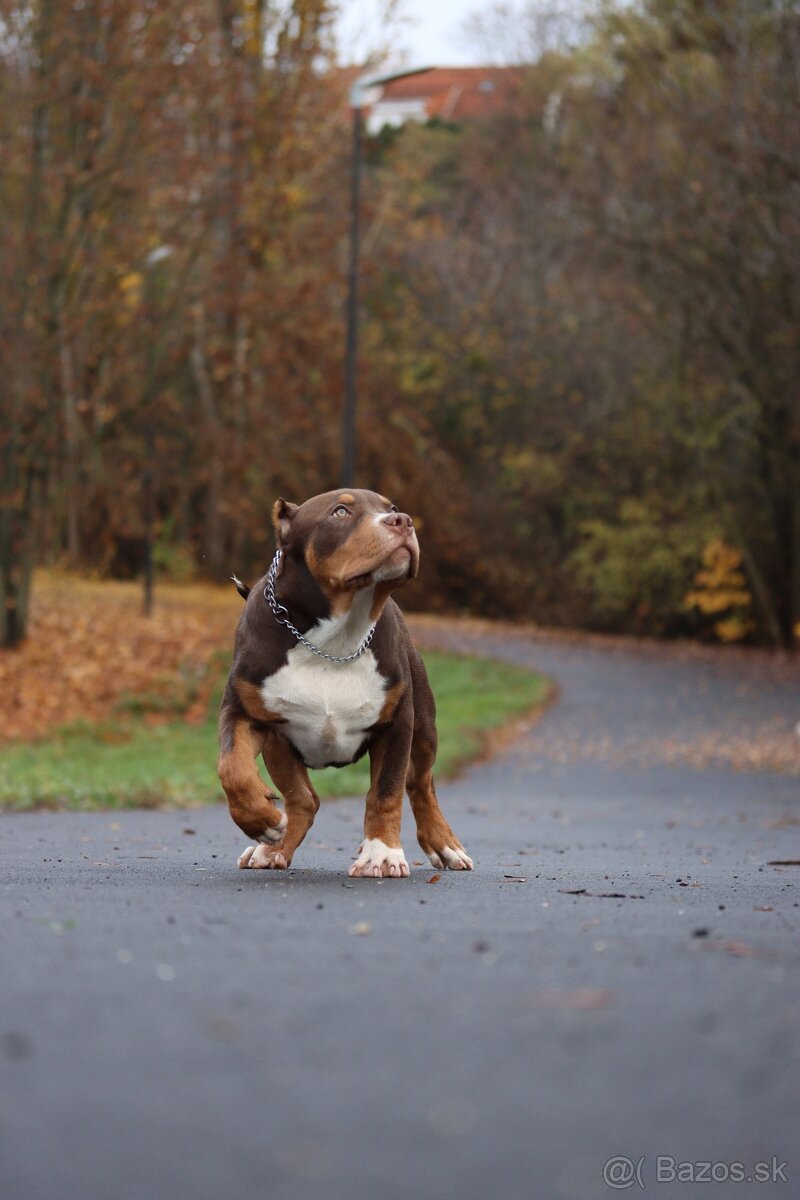 American bully XL, pitbull xxl - 3