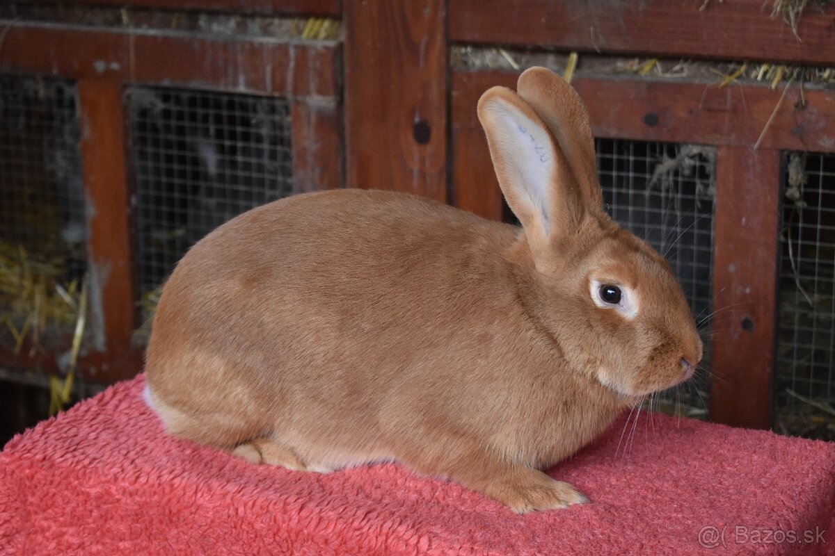 Predam Burgundsky - 3