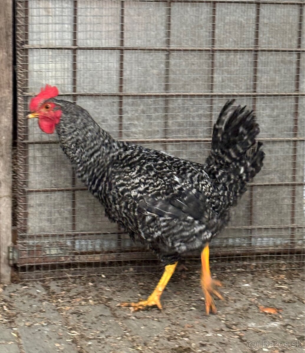 Jarabatý kohút - 3