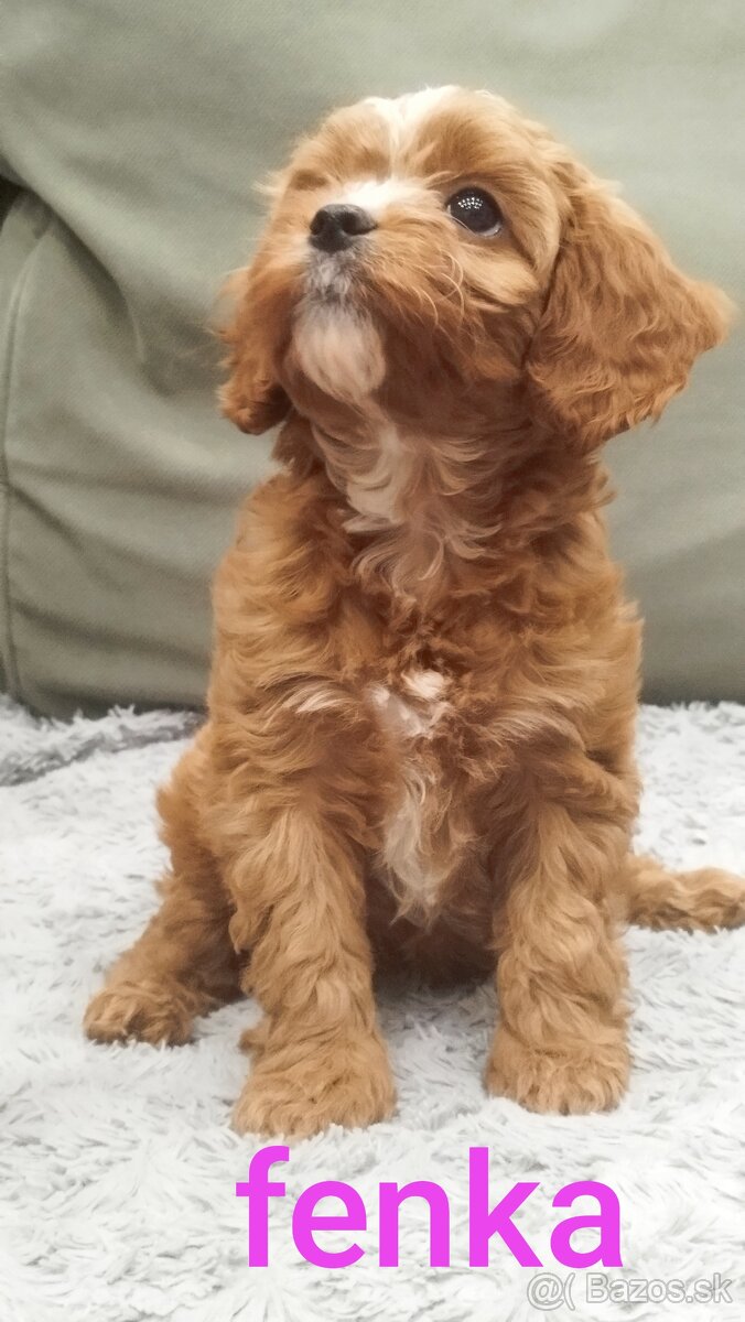 Cavapoo - 3
