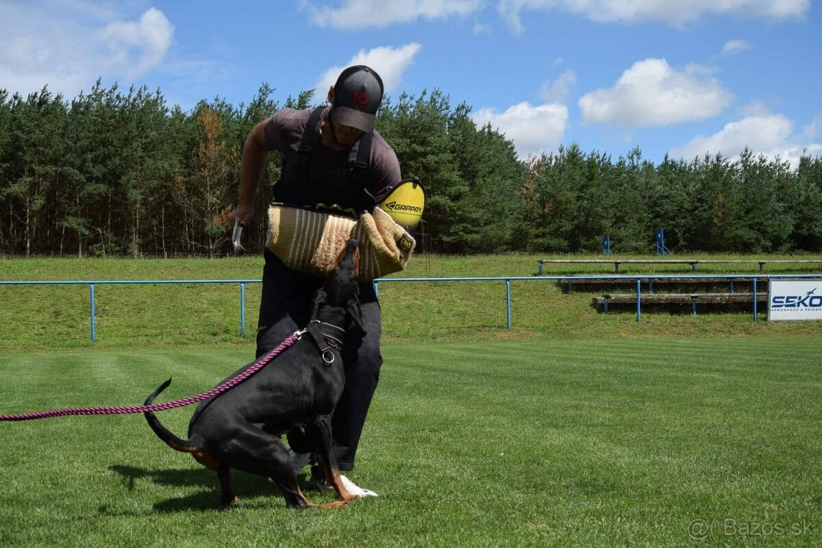 Doberman - štěňata s PP, možnost rezervace - 3
