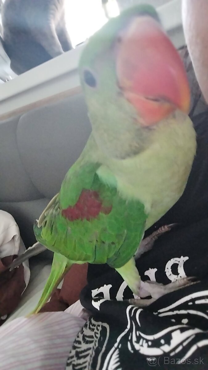 Korela Alexander Veľký - 3