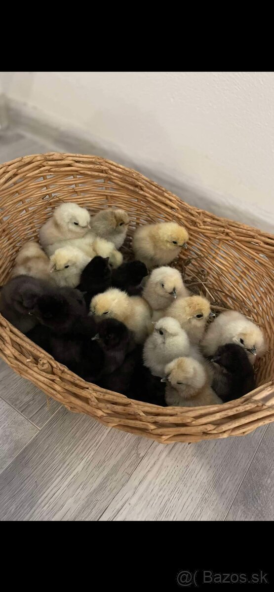 Kuriatka-hodvábnička EU - 3