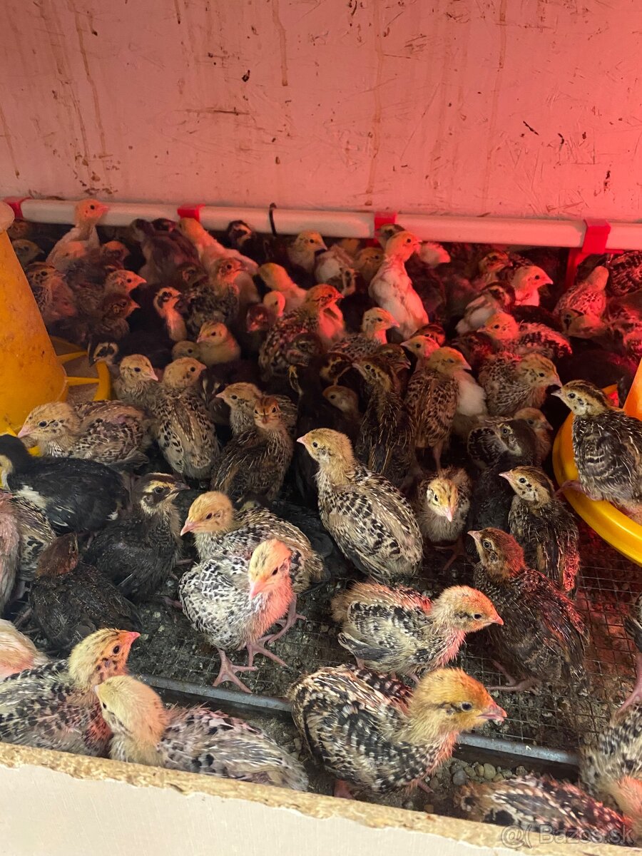 Japonské prepelice - 3