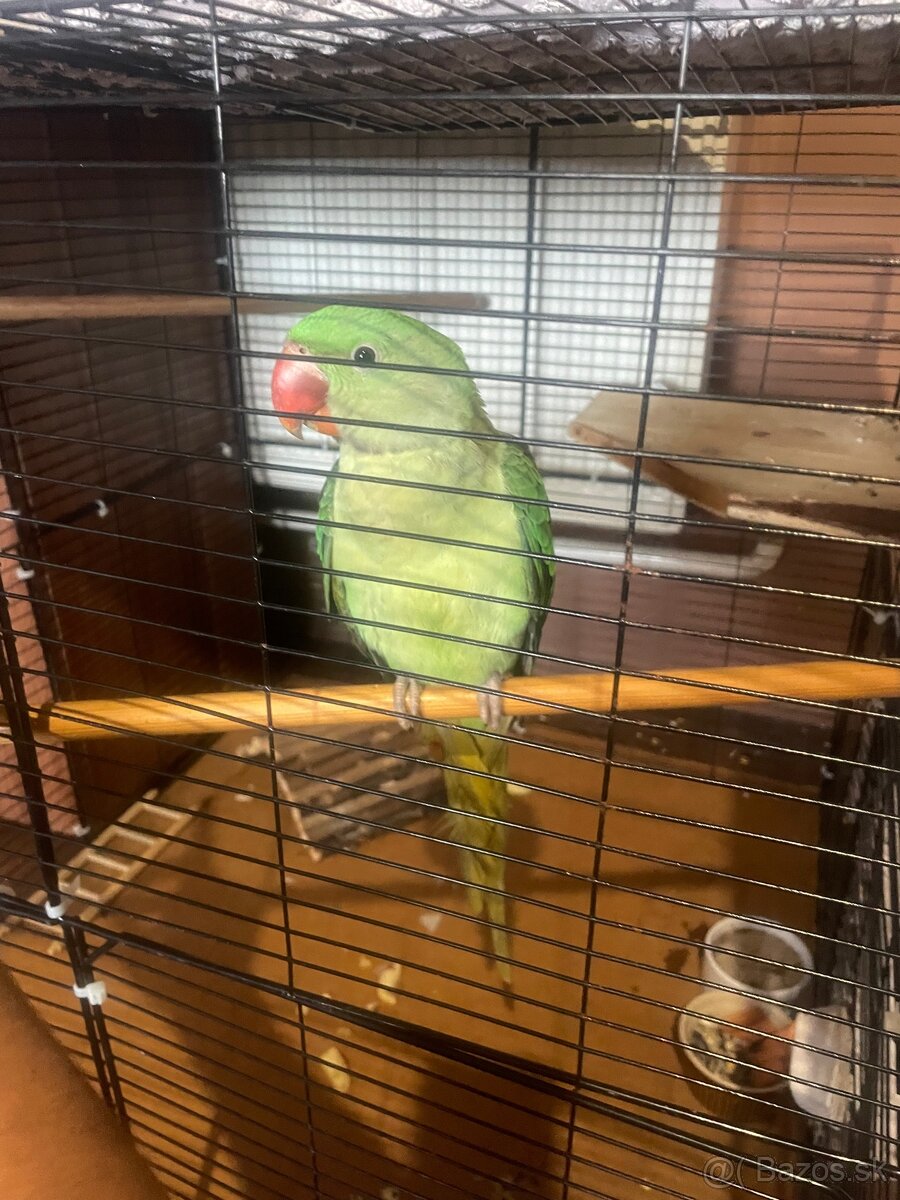 🦜 Na predaj – Alexandrin veľký - 3