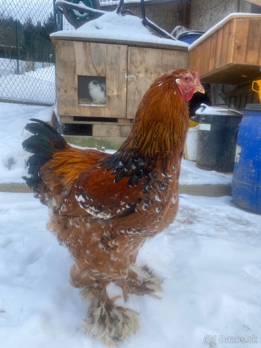 Brahmanka porcelanova - 3