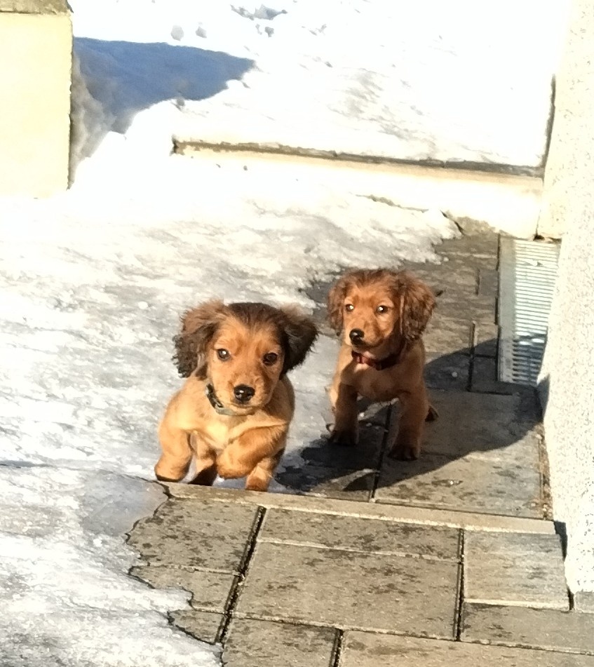 Jazvečík dlhosrsty štandard - 3