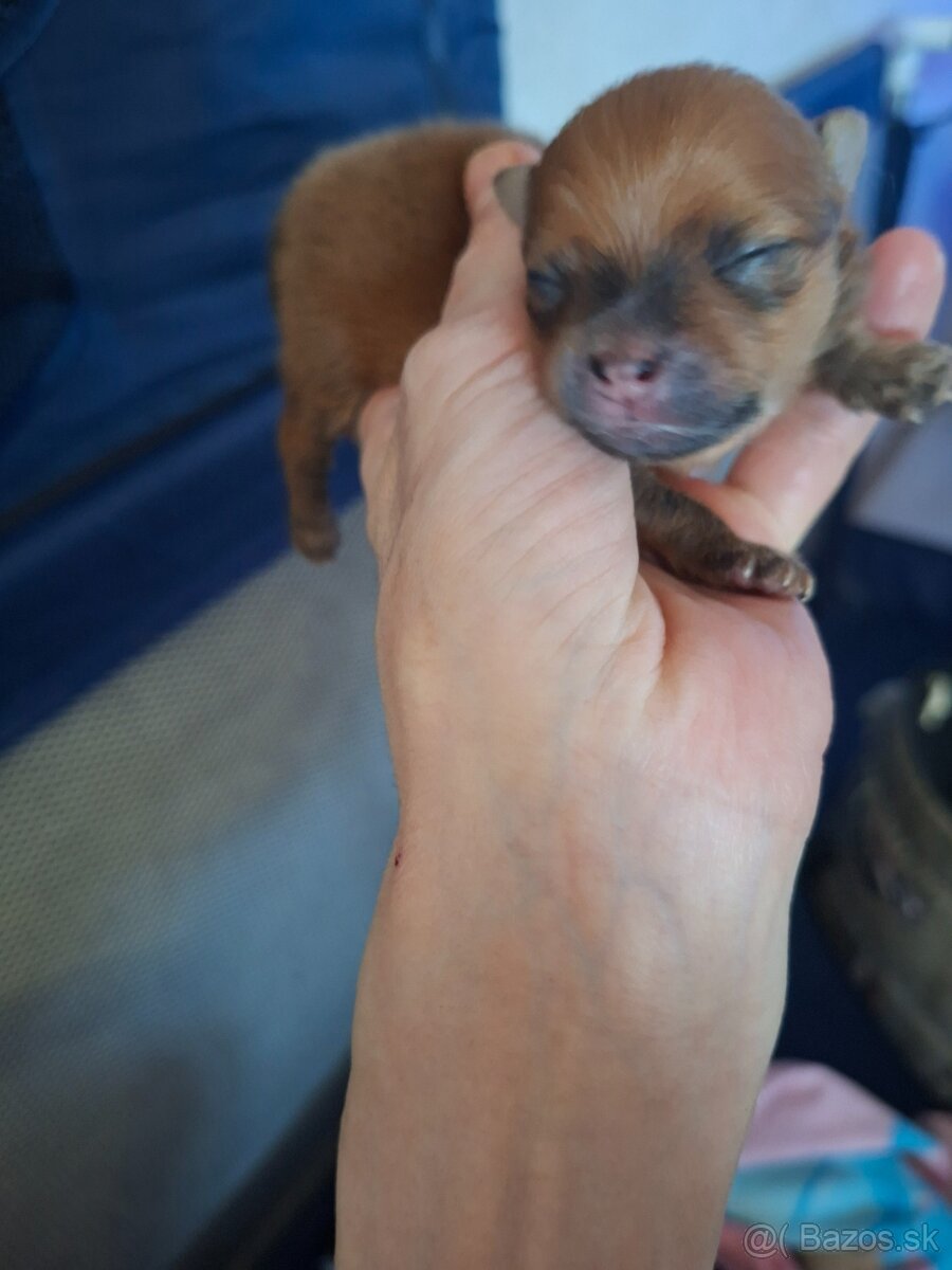 Beriem rezervaciu na pomeraniana - 3