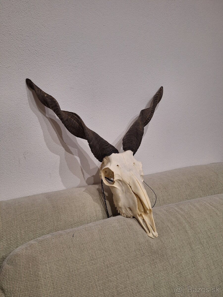 trofej z maďarskej ovce Racka - 3