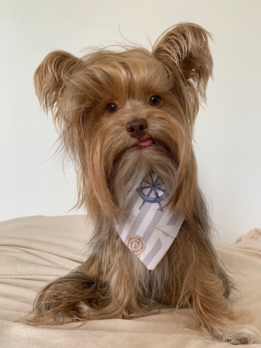 Bandany pre psa S - 3