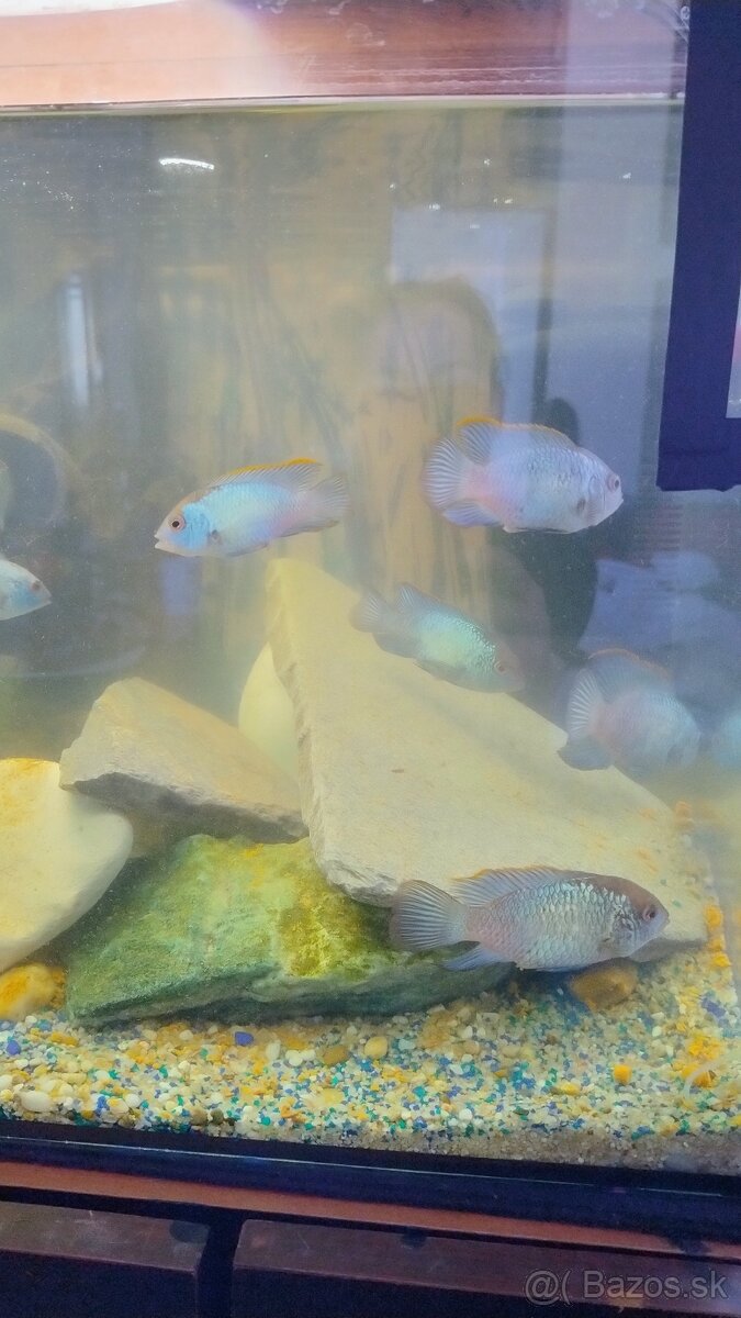 Akvárium - 3