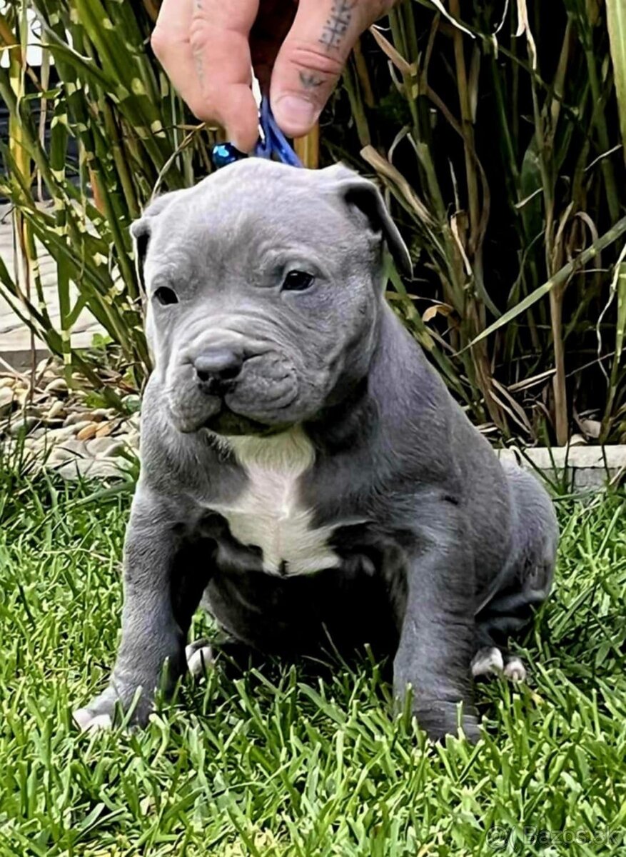 AMERICAN BULLY ODBER HNED - 3